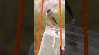 Cute silverbill bird inside the birdfeeder BirdWatching NatureBeauty ytshorts shorts [upl. by Wentworth262]