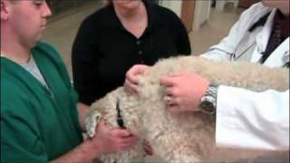 How to give a pet injections [upl. by Leslie987]