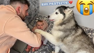 Savage Husky Protects Baby From Dad😭 SHE GOES WILD [upl. by Alice]