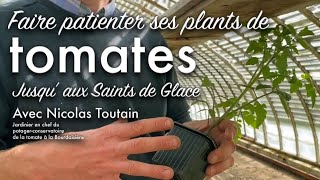 Que faire de mes plants de tomates avant les fameux « saints de glace » [upl. by Asenaj]