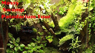 Mossy Swamp Terrarium Tour DayNight [upl. by Cypro]