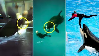 The Most Terrifying Killer Whale Attacks Marathon [upl. by Nomed]