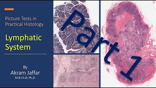 Picture tests in practical histology of lymphatic tissue part 1 [upl. by Osnohpla]