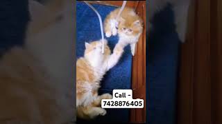 Persian kittens for sale in delhi ncr synthwave music electronicmusic love lovepup dogbreed [upl. by Geehan]