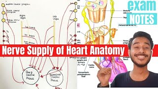 Nerve supply of heart anatomy  Cardiac plexus of heart anatomy  Sympathetic innervation of heart [upl. by Zealand490]