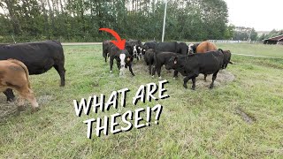 I dont have much time but need to take a good look at the cows [upl. by Karilynn]