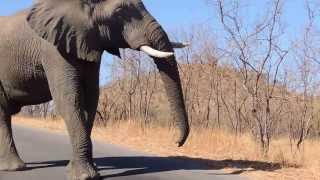 Elephant speaking loud amp clear in Kruger Park South Africa [upl. by Marolda]