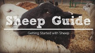 6 Things You Need to Get Started with Sheep [upl. by Whittemore]