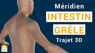 Méridien Intestin Grêle  Trajet 3D point par point [upl. by Jackquelin]