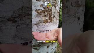 JANGAN Menebang POHON ini❗️⁉️😲 fakta faktaunik faktamenarik hewan animals facts misteri [upl. by Rochus]