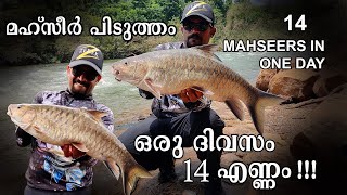 14 MAHSEERS IN ONE DAY  ഒരു ദിവസം പിടിച്ചത് 14 മഹ്‌സീർ  Angler KK  Fishing in Kerala [upl. by Idden777]