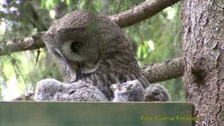 GREAT GREY OWL Lappuggla Strix nebulosa Klipp  21 [upl. by Atikihc]