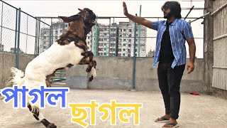 সৌখিন ছাগল পালন তোতাপুরি Fancy Goat Rearing [upl. by Moises]