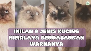 Inilah 9 Jenis Kucing Himalaya Yang Menarik [upl. by Okkin67]