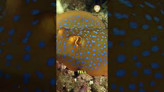 Why does This Stingray have Blue Spots stingray facts shorts bluespottedstingray [upl. by Murdock]