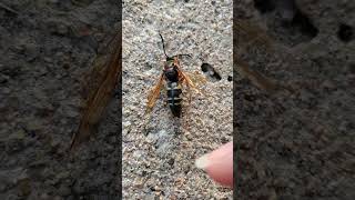 Backyard bug hunt  cicada killer wasp [upl. by Nauqal792]