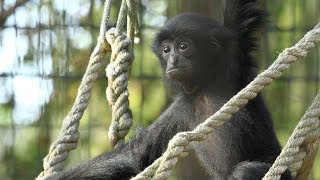 Siamang Story [upl. by Galliett]