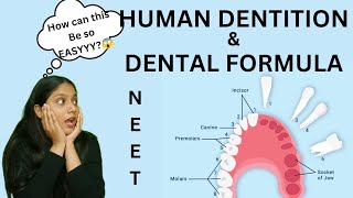 Human Dentition 🦷amp DENTAL FORMULA  Thecodont  diphyodont heterodont  NEET  humera [upl. by Sedda878]