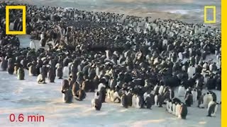 Penguins Do the Wave to Keep Warm  National Geographic [upl. by Murphy285]