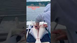 How to fillet a Halibut [upl. by Goddart49]