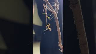 Kasetsart’s mantis Euchomenella kasetsart feeding on a leaf insect [upl. by Irrehs]