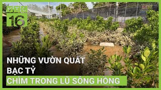 Xót xa những vườn quất bạc tỷ chìm trong lũ sông Hồng  VTC16 [upl. by Kunkle]