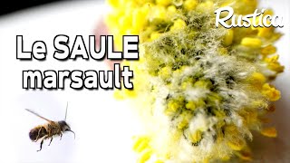 Le saule marsault [upl. by Alaric]