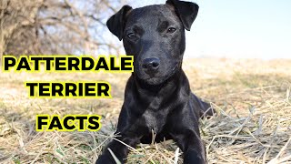 Patterdale Terrier  Top 10 Amazing Facts [upl. by Akenahc]