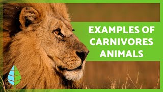 What are CARNIVOROUS ANIMALS 🐻🐧 Definition Types and EXAMPLES [upl. by Stoughton]