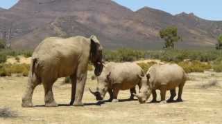 Rhinos and Elephant Aquila Game Reserve [upl. by Isabel]