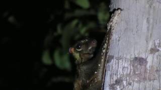 ColugoSunda flying lemur Galeopterus variegatus [upl. by Eehsar]