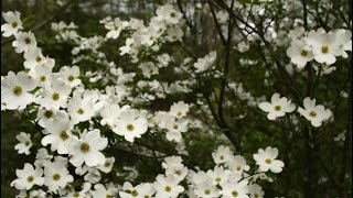 How to grow Dogwoods from seed [upl. by Kessiah]