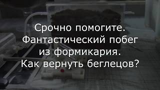 ПОТОГИТЕ Побег из формикария целой колонии Camponotus turkestanikus Кампонотус [upl. by Ylen]