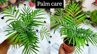 Palm plant care n fertilizer Parlor palm care tips Areca palm care Palm plant dwarf variety [upl. by Laverne681]