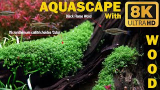 Aquascape With Ultimate Wood Hardscape [upl. by Snashall]