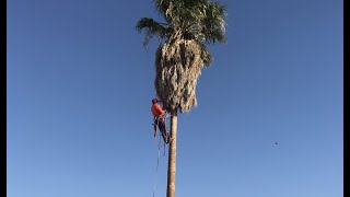 TALL PALM TREE GETS DROPPED IN ONE CUT DANGEROUS 50ftTRIMMING PALMSApodando Palmaspalmeras [upl. by Prince]