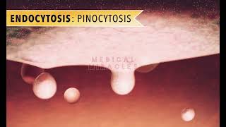 Endocytosis  Phagocytosis  Pinocytosis  Exocytosis [upl. by Clarhe]