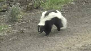 Skunk mom carrying babies [upl. by Shaikh]