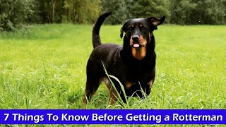 7 Things To Know Before Getting a Rotterman [upl. by Nivag]