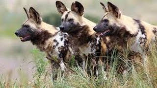 National Geographic Documentary  Wild Dogs  Wildlife Animal [upl. by Yhtak659]