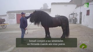 La belleza inigualable del Caballo Frisón en Hinojosa y Peñarroya Córdoba [upl. by Hamlen]