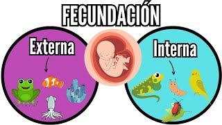 😉FECUNDACIÓN EXTERNA e INTERNA lo que tienes que saber en los vivíparos ovíparos biología fácil [upl. by Yancey]