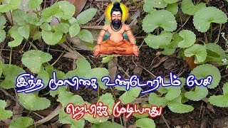 வல்லாரை பயன்கள்Vallarai benefits In Tamil  Siththarkal Ulagam [upl. by Kooima]