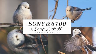 【野鳥撮影】SONYα6700でシマエナガ撮ってます。作例や撮影方法、見つけ方も紹介！ [upl. by Shellie]