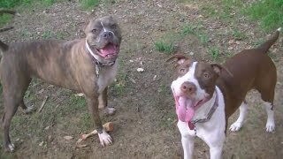 Pitbull Play Time  Backyard Fun HD [upl. by Naziaf671]