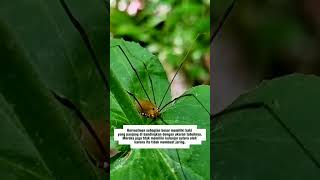 Harvestmenopiliones spider harvestmen animals group legs tall shortvideo shorts popular [upl. by Yeoj945]