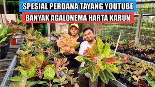 Banyak aglaonema harta karun perdana tayang youtube [upl. by Esorlatsyrc]