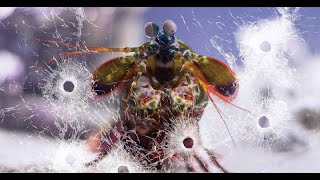 Mantis Shrimp Break Glass [upl. by Enitnatsnoc]