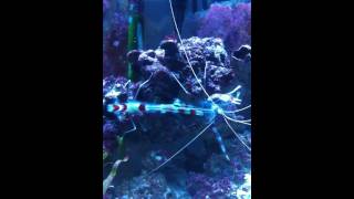 Coral banded shrimp molting [upl. by Walling]