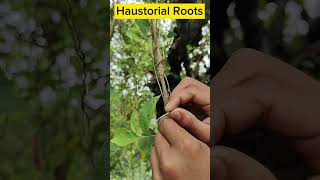 Parasitic Plant  Cascuta or Dodder parasite shorts biology facts factsshorts [upl. by Ltihcox620]